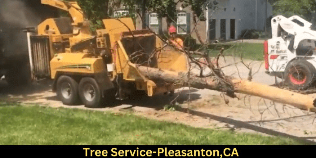 Evergreen: Expert Tree Trimming and Removal Service in Pleasanton, CA