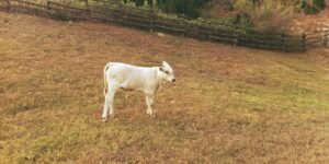 Rendered Gold: How Rendered Tallow is Made and Why the Process Matters