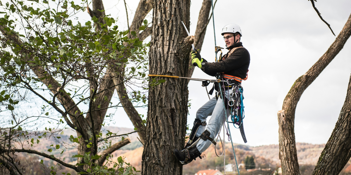 Image commercially licensed from: https://unsplash.com/photos/lumberjack-with-a-saw-and-harness-for-pruning-a-tree-a-tree-surgeon-arborist-climbing-a-tree-in-order-to-reduce-and-cut-his-branches-Y_BZ_x138F4